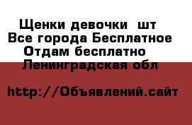 Щенки девочки 4шт - Все города Бесплатное » Отдам бесплатно   . Ленинградская обл.